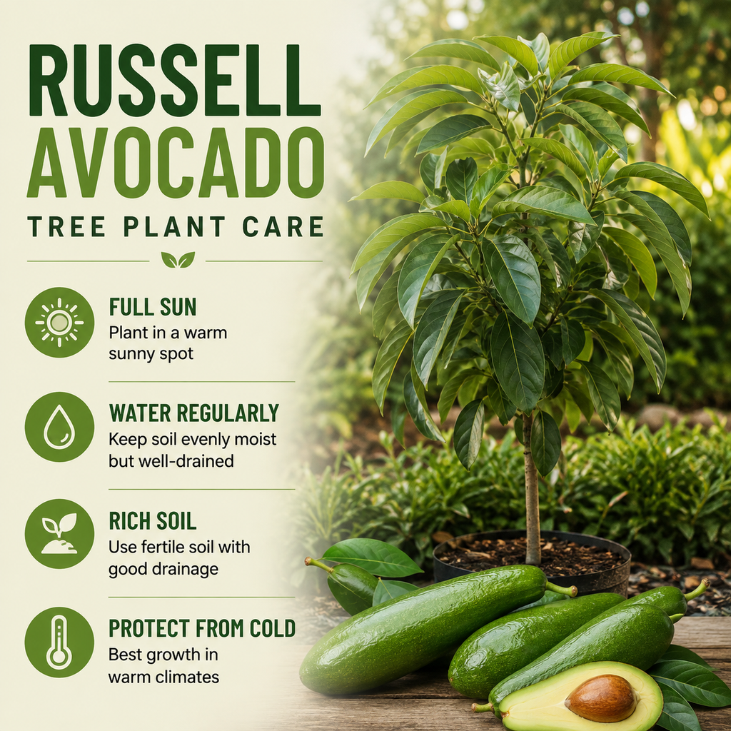Avocado Tree Live Plants | Russell Avocado Trees Live Plants 30–36 Inch Tall | Potted Fruit Tree for Outdoor Growing & Backyard Gardens (No Ship to CA,HI,AK)