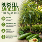Avocado Tree Live Plants | Russell Avocado Trees Live Plants 30–36 Inch Tall | Potted Fruit Tree for Outdoor Growing & Backyard Gardens (No Ship to CA,HI,AK)