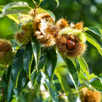 Chinese Chestnut Tree, 3 Gallon Pot, Low Maintenance Nut-Bearing Shade Tree for Homeowners, Resilient Cold-Hardy Plant for Edible Landscapes & Roasting Nuts