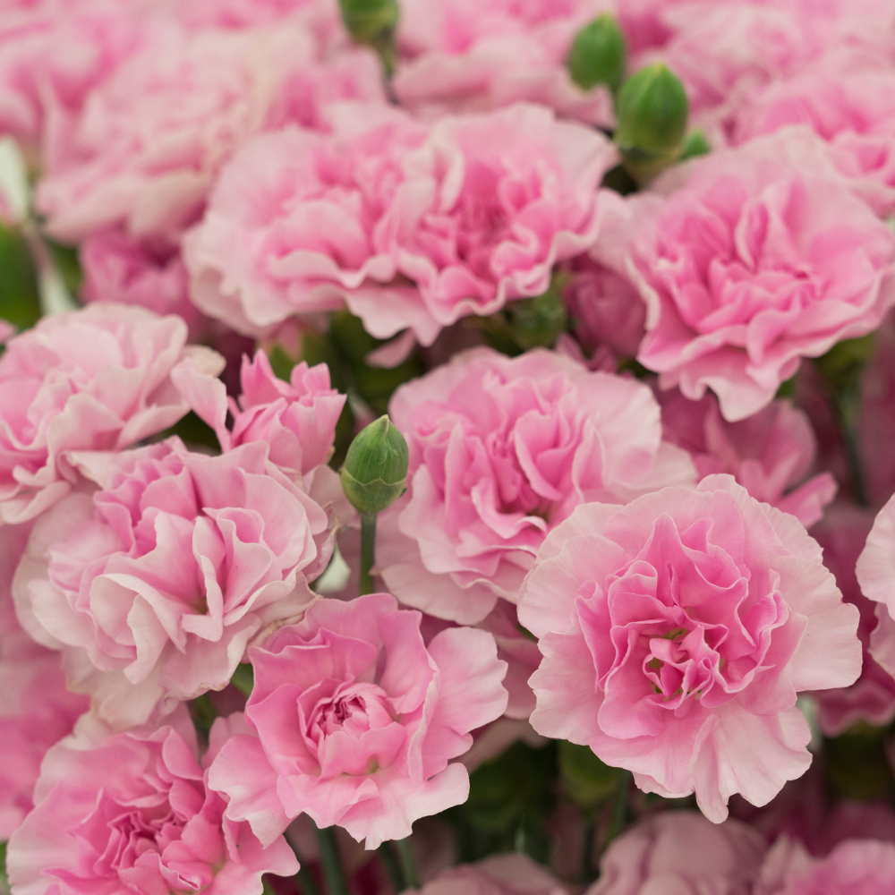 300 Pcs Heirloom Carnation Seeds for Planting, Non-GMO Heirloom Chabaud Carnation for Bouquets, Easy to Care Outdoor Yard Decor