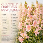 90 Pcs Chantilly Light Pink Snapdragon Seeds Vigorous, Cold-Hardy Plants, Grow Robust Open-Faced Blooms for Edging & Outdoor Landscapes