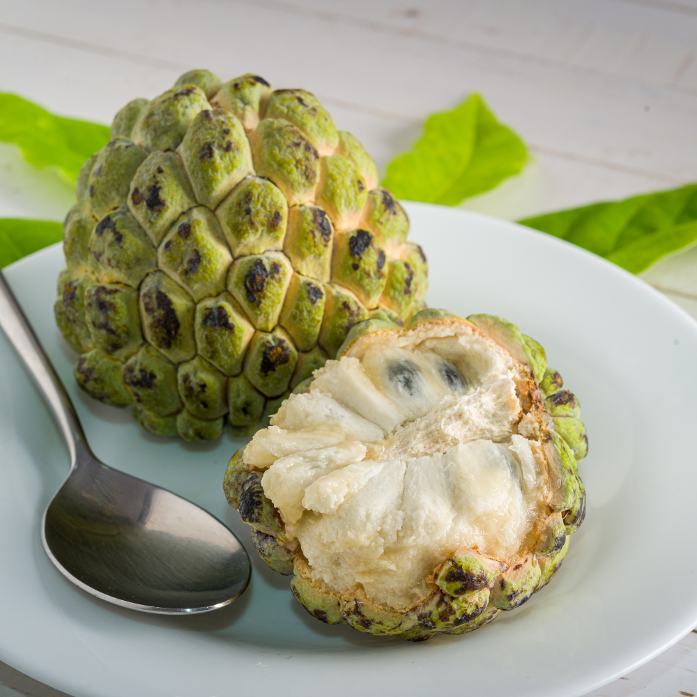 (No Ship to CA,HI,AK) Green Sugar Apple Tree Live Plant | 16-24 Inches Tall in 1 Gallon Pot | Easy to Grow Tropical Custard Apple Fruit Tree for Indoor and Outdoor | Live Plant Only