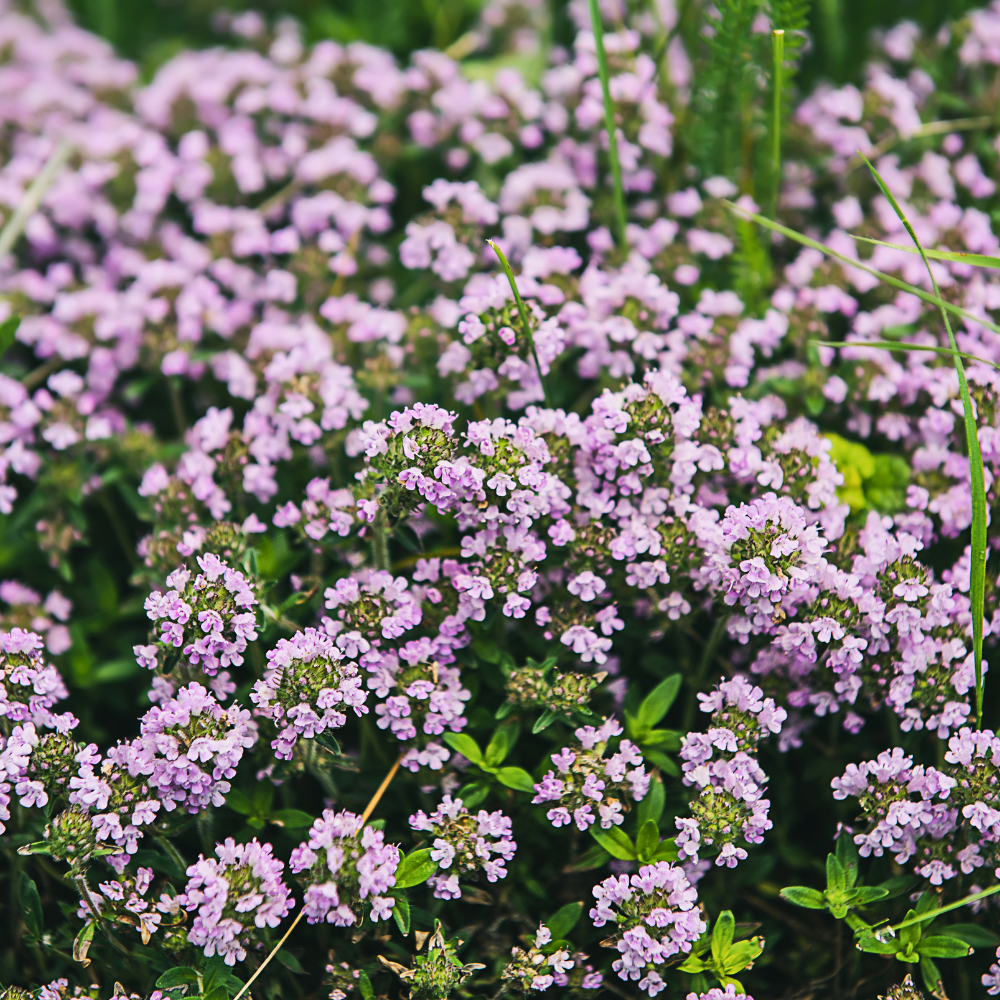 750 Pcs Creeping Thyme Seeds, Non-GMO Heirloom Ground Cover for Patios, Easy to Care Outdoor Yard Pathway Décor, Low Maintenance Perennial