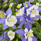 300 Pcs Rocky Mountain Columbine Seeds for Outdoors, Non-GMO Heirloom Flowers for Patios, Easy to Care Outdoor Yard Décor