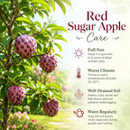 Sugar Apple Tree in 3 Gallon Pot, 2-3 Ft Tall, Well-Rooted Tree, USDA Zone 9-11, Hardy Custard Apple Fruit Tree for Home Garden (No Ship to CA, HI, AK)