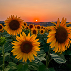 75 Pcs Autumn Beauty Sunflowers Seeds, Non-GMO Heirloom Flower Seeds for Patios & Gardens, Low Maintenance Cut Flowers