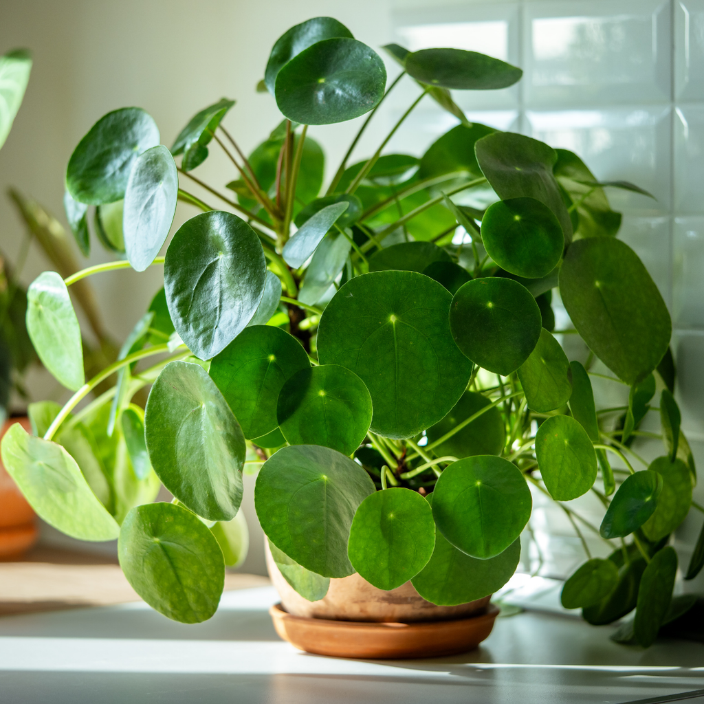 Chinese Money Plant Live House Plant in 4'' Inch Pot | Pilea Peperomioides Plant Live | Attractive Indoor Greenery for Desks, Shelves & Small Spaces | Real Plants for Home & Office Décor