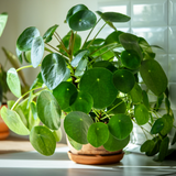Chinese Money Plant Live House Plant in 4'' Inch Pot | Pilea Peperomioides Plant Live | Attractive Indoor Greenery for Desks, Shelves & Small Spaces | Real Plants for Home & Office Décor