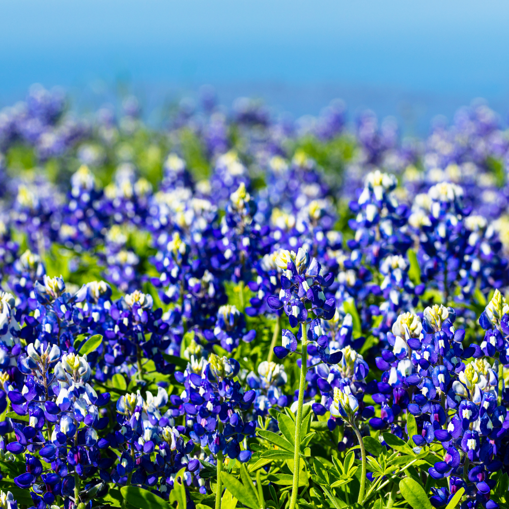 150 Pcs Texas Bluebonnet Wildflower Seeds for Planting, Cultivate Robust Upright Stalks & Bright Blue Flowers, Easy to Care Outdoor Yard Decor