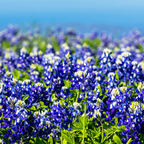 150 Pcs Texas Bluebonnet Wildflower Seeds for Planting, Cultivate Robust Upright Stalks & Bright Blue Flowers, Easy to Care Outdoor Yard Decor