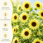 25 Lemon Queen Sunflower Seeds, Non-GMO Helianthus annuus Seeds, High Yield, Vibrant Tall Multi-Branching Lemon Yellow Flower for Gardens