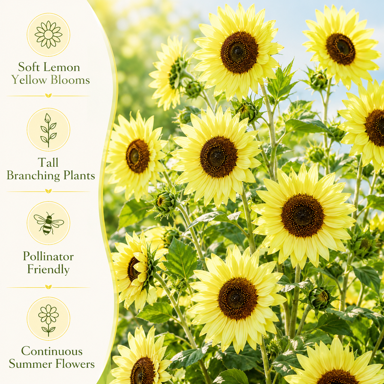 25 Lemon Queen Sunflower Seeds, Non-GMO Helianthus annuus Seeds, High Yield, Vibrant Tall Multi-Branching Lemon Yellow Flower for Gardens