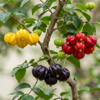 No Ship to CA, HI, AK | Surinam Cherry Live Plant | 2.5–3 Ft Cherry Tree | Well Rooted | Sweet-Tart Small Fruit Tree for Patio, Garden, or Container