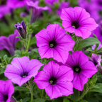 250 Shanin Wild Petunia Seeds, Non-GMO Ruellia humilis Seeds, Easy to Grow, Vibrant Lavender Purple Perennial Wildflower Seeds for Rock Gardens