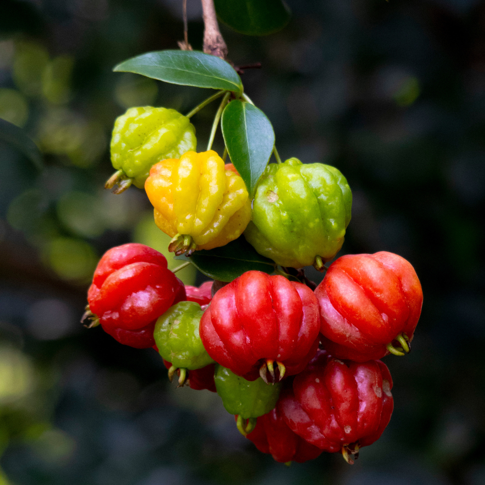No Ship to CA, HI, AK | Surinam Cherry Live Plant | 2.5–3 Ft Cherry Tree | Well Rooted | Sweet-Tart Small Fruit Tree for Patio, Garden, or Container