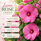 Rose Hardy Hibiscus Plants Live, 4-8" Tall, Vibrant Perennial Hibiscus Plant, Fast Growing Flowering Shrub for Backyard Landscape and Patio Pots