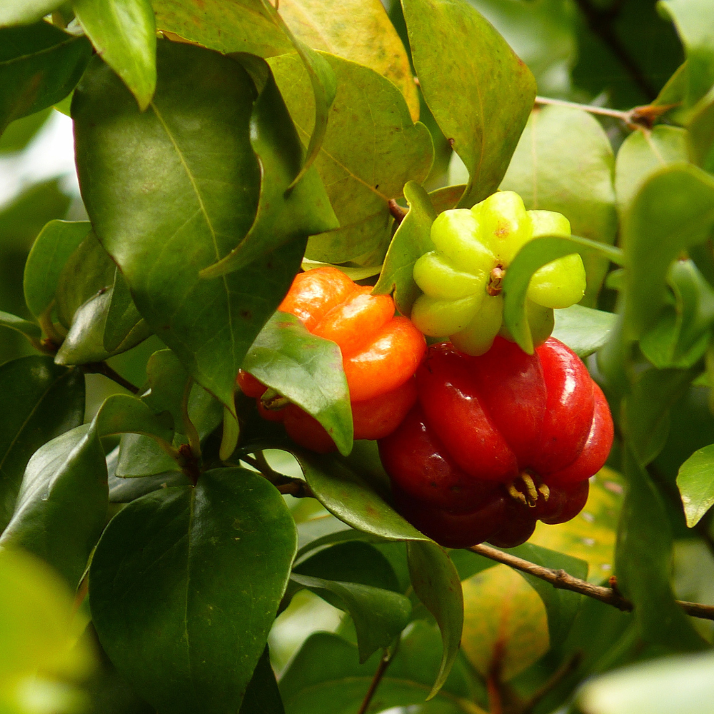 No Ship to CA, HI, AK | Surinam Cherry Live Plant | 2.5–3 Ft Cherry Tree | Well Rooted | Sweet-Tart Small Fruit Tree for Patio, Garden, or Container