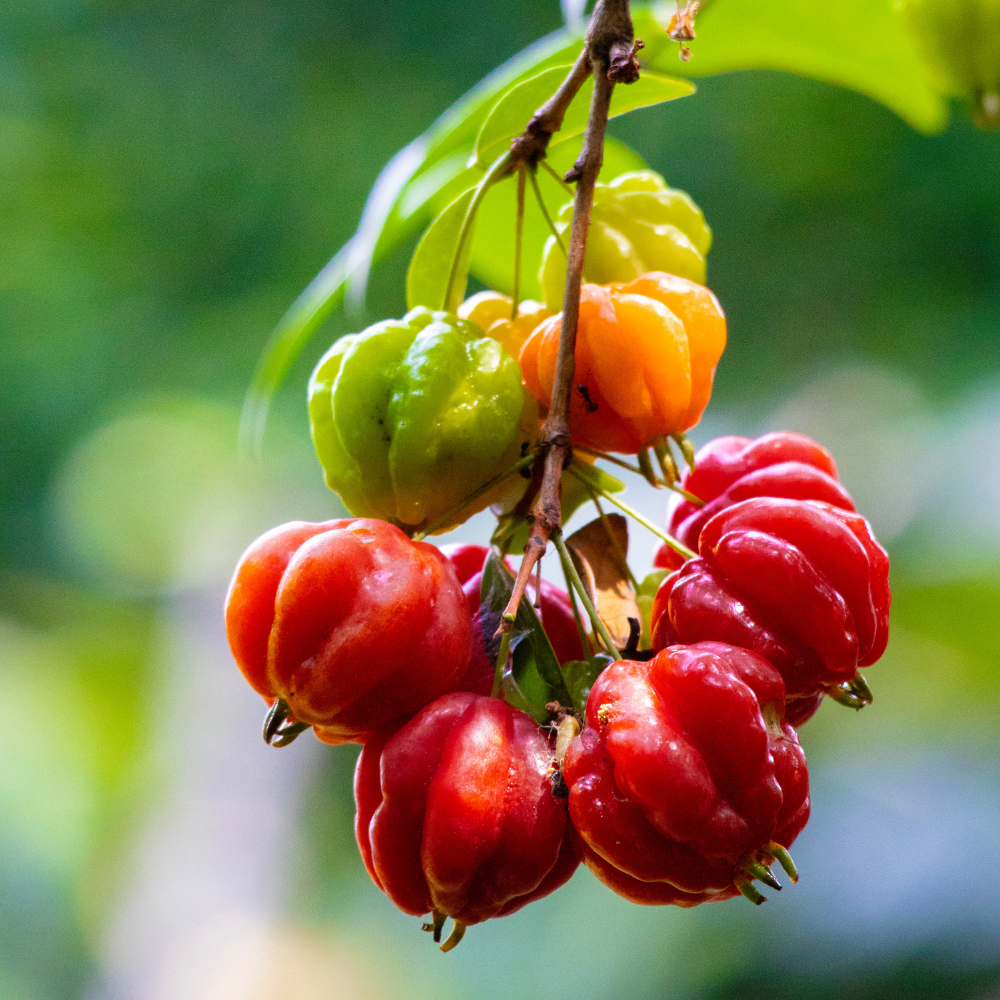 No Ship to CA, HI, AK | Surinam Cherry Live Plant | 2.5–3 Ft Cherry Tree | Well Rooted | Sweet-Tart Small Fruit Tree for Patio, Garden, or Container