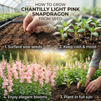 60 Pcs Chantilly Light Pink Snapdragon Seeds for Planting, Adaptable Cold-Hardy Flowers, Grow Robust, Low Maintenance Blooms for Yard Borders