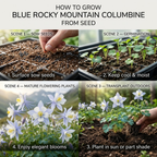 300 Pcs Rocky Mountain Columbine Seeds for Outdoors, Non-GMO Heirloom Flowers for Patios, Easy to Care Outdoor Yard Décor