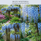 3 Blue Wisteria Plant in 2.5 Inch Pot, Blue Flowering Tree, Easy-Care Climbing Vine for Landscapes, Fences & Outdoor Garden Décor