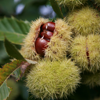 Chinese Chestnut Tree, 3 Gallon Pot, Low Maintenance Nut-Bearing Shade Tree for Homeowners, Resilient Cold-Hardy Plant for Edible Landscapes & Roasting Nuts