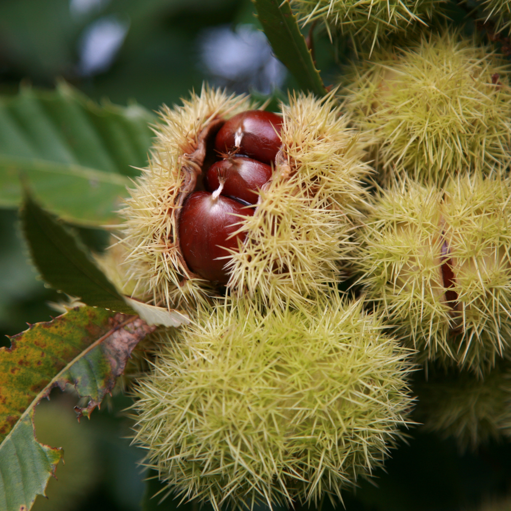 Chinese Chestnut Tree, 3 Gallon Pot, Low Maintenance Nut-Bearing Shade Tree for Homeowners, Resilient Cold-Hardy Plant for Edible Landscapes & Roasting Nuts