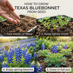 50 Pcs Texas Bluebonnet Seeds for Planting Outdoors, Non-GMO Heirloom Wildflowers, Low Maintenance Blue Floral Spikes for Yard Borders