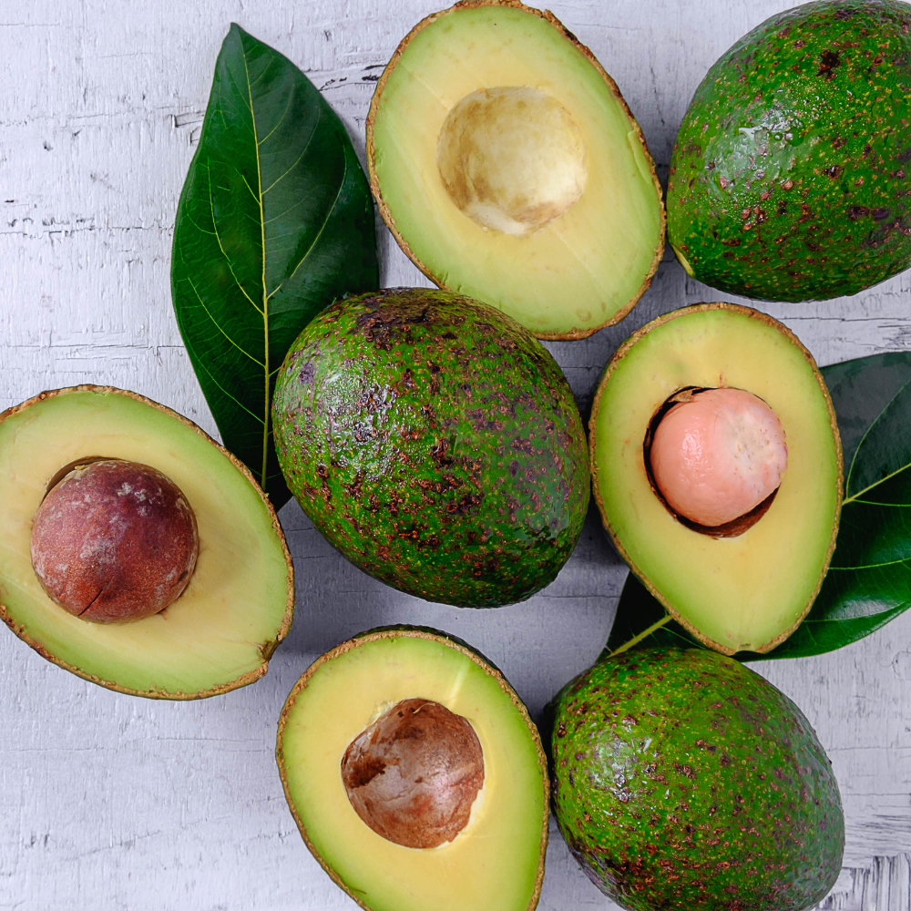 (No Ship to CA,HI,AK) Avocado Tree, 3 Gallon Potted Edible Fruit Plant Starter, High-Vigor Evergreen for Home Landscapes, Resilient Subtropical Shade Tree for Backyard Orchards