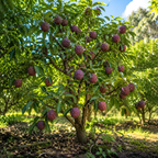 Sugar Apple Tree in 3 Gallon Pot, 2-3 Ft Tall, Well-Rooted Tree, USDA Zone 9-11, Hardy Custard Apple Fruit Tree for Home Garden (No Ship to CA, HI, AK)