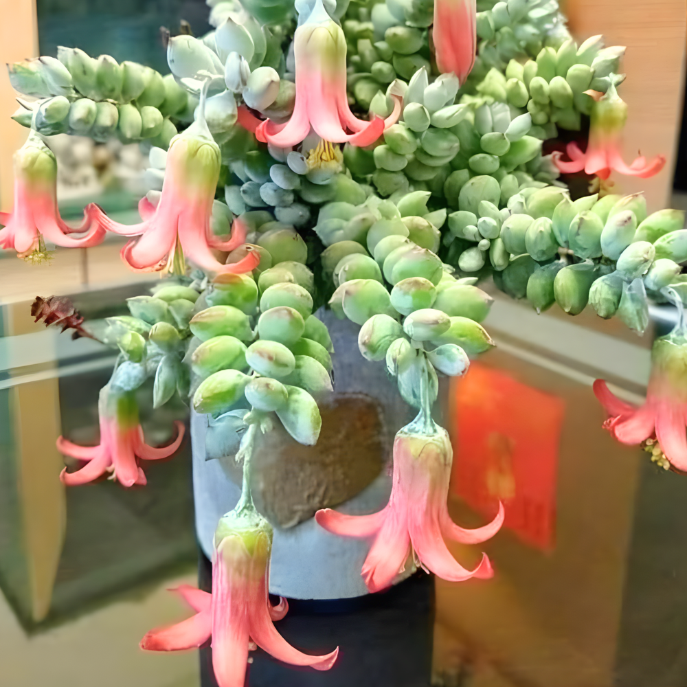 Cotyledon Pendens Succulent Plant Live – 6 Inch Pot | Rare Trailing Houseplant | Easy-Care Indoor Succulent