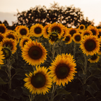 75 Pcs Autumn Beauty Sunflowers Seeds, Non-GMO Heirloom Flower Seeds for Patios & Gardens, Low Maintenance Cut Flowers