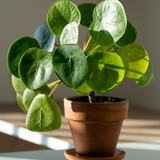 Pilea Peperomioides Live House Plant in 4'' Inch Pot | Chinese Money Plant Live for Planting| Compact Indoor Plant for Modern Home & Office Settings | Real Plants for Easy Indoor Gardening