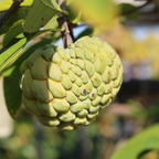 (No Ship to CA,HI,AK) Green Sugar Apple Tree Live Plant in 1 Gallon Pot | Tropical Annona Squamosa Custard Apple Tree | 16-24 Inches Tall | Well Rooted | Easy to Grow | Live Plant