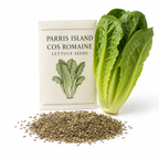 500 Romaine Lettuce Seeds - Parris Island Cos, Non GMO Vegetable Seeds, Heirloom, High-Yield Tender Leafy Greens, for Fresh Salads & Outdoor Planting