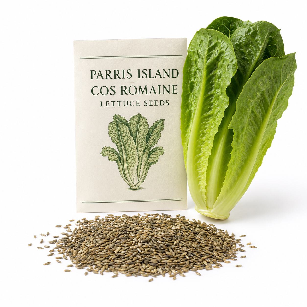 500 Romaine Lettuce Seeds - Parris Island Cos, Non GMO Vegetable Seeds, Heirloom, High-Yield Tender Leafy Greens, for Fresh Salads & Outdoor Planting
