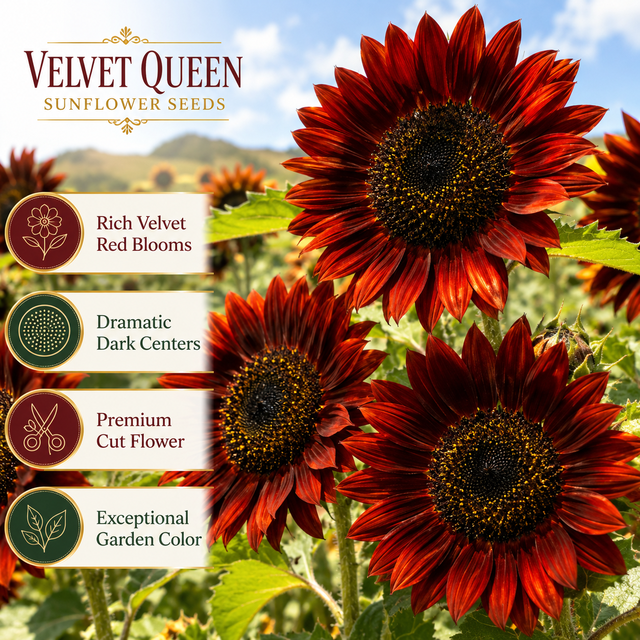 25 Velvet Queen Sunflower Seeds, Non-GMO Helianthus annuus Seeds, Easy Care, Vibrant Tall Multi-Branching Dark Red Velvet Flower for Cut Garden