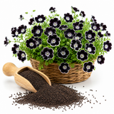 50 Pcs Penny Black Nemophila Seeds, Non GMO, Low Maintenance, Striking Deep Purple-Black Blooms for Patio Containers & Pollinator Gardens