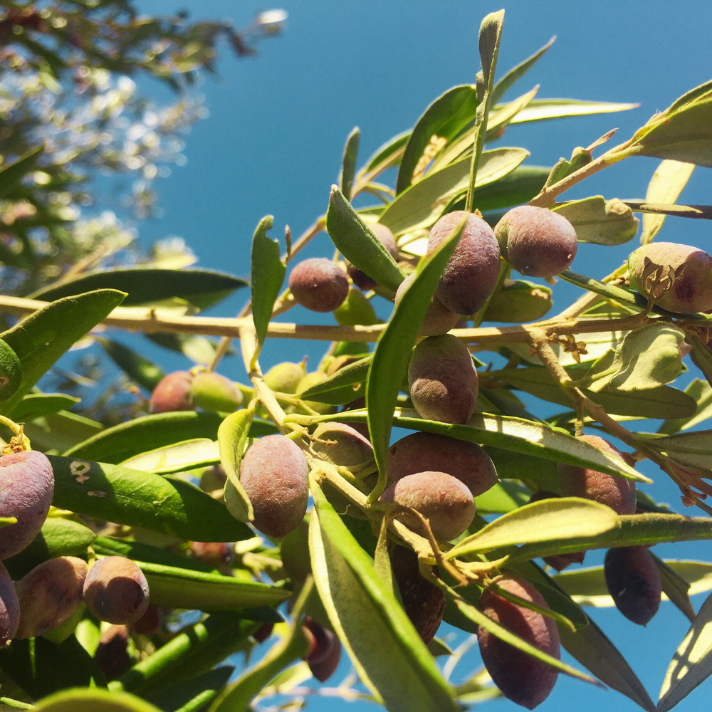 (No Ship to CA, HI, AK) Arbequina Olive Tree Live Plant 2.5–3 Ft| Easy-Grow Olive Variety for Home & Garden