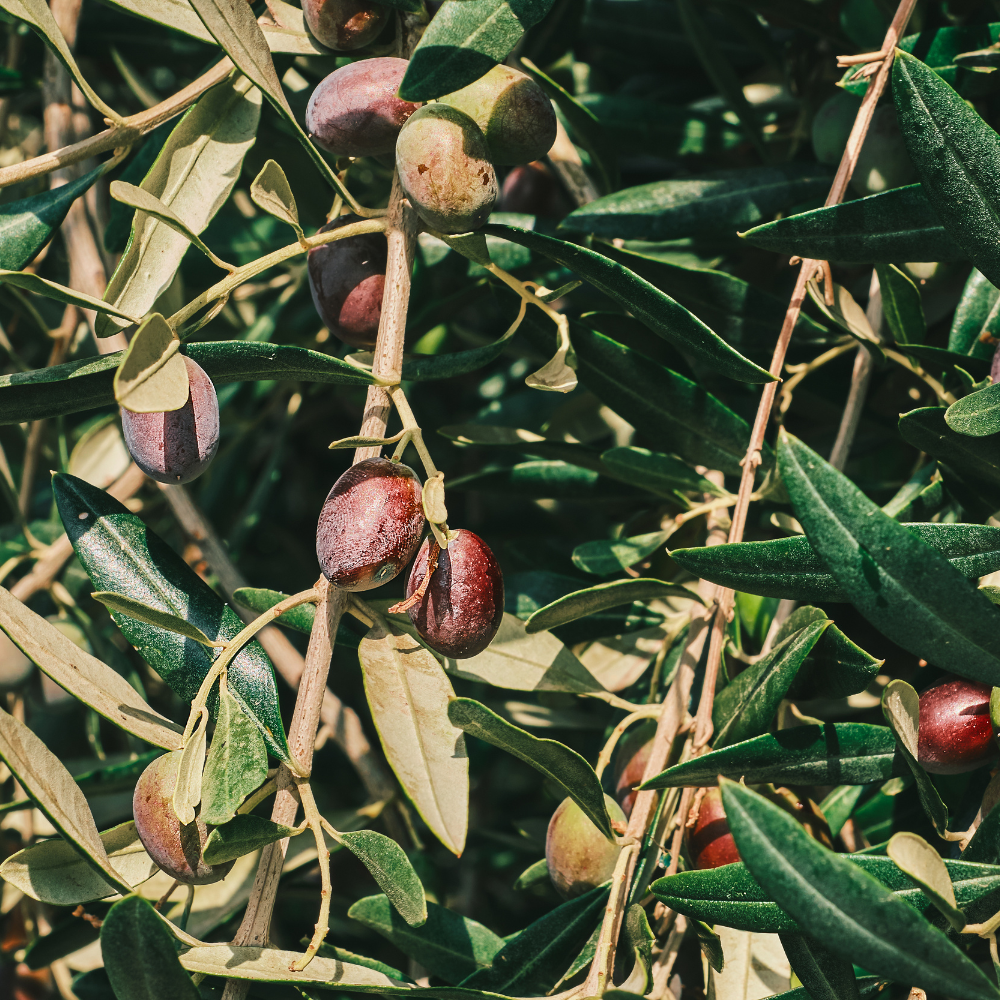 (No Ship to CA, HI, AK) Arbequina Olive Tree Live Plant 2.5–3 Ft| Easy-Grow Olive Variety for Home & Garden