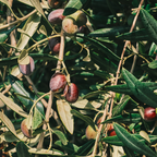 (No Ship to CA, HI, AK) Arbequina Olive Tree Live Plant 2.5–3 Ft| Easy-Grow Olive Variety for Home & Garden