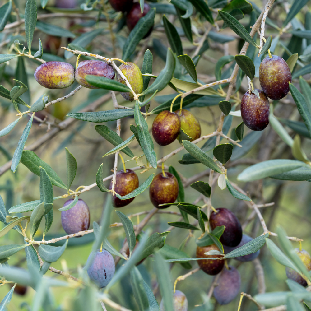 (No Ship to CA, HI, AK) Arbequina Olive Tree Live Plant 2.5–3 Ft| Easy-Grow Olive Variety for Home & Garden
