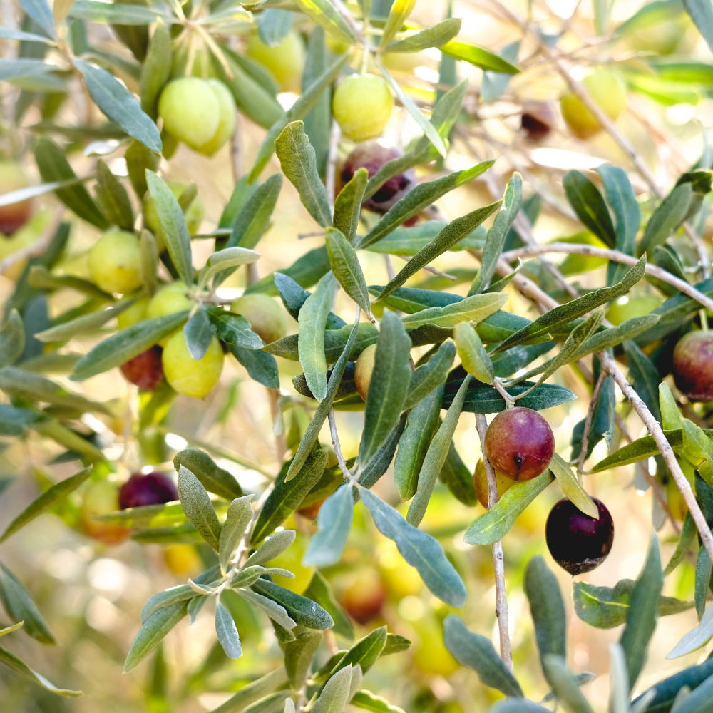 (No Ship to CA, HI, AK) Arbequina Olive Tree Live Plant 2.5–3 Ft| Easy-Grow Olive Variety for Home & Garden