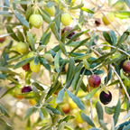 (No Ship to CA, HI, AK) Arbequina Olive Tree Live Plant 2.5–3 Ft| Easy-Grow Olive Variety for Home & Garden
