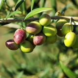 Arbequina Olive Tree for Planting (2.5–3 Feet) | Live Potted Olive Tree | High-Yield, Hardy Variety (No Ship to CA,HI,AK)