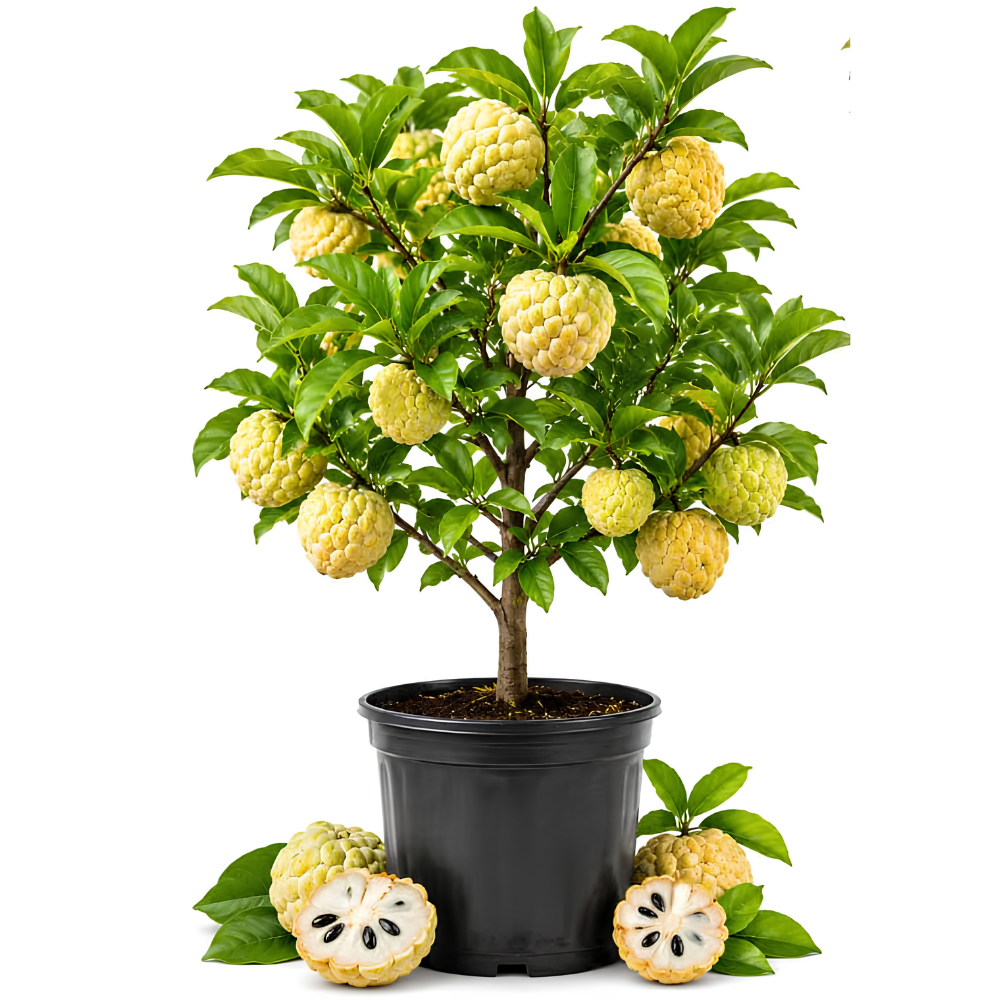 Sugar Apple Tree in 3 Gallon Pot, 2-3 Ft Tall, Well-Rooted Tree, USDA Zone 9-11, Hardy Custard Apple Fruit Tree for Home Garden (No Ship to CA, HI, AK)