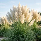 300 Heirloom Pampas Grass Seeds for Planting, Non-GMO Ornamental Decor for Outdoor Gardens, Sturdy Growth, Easy to Care