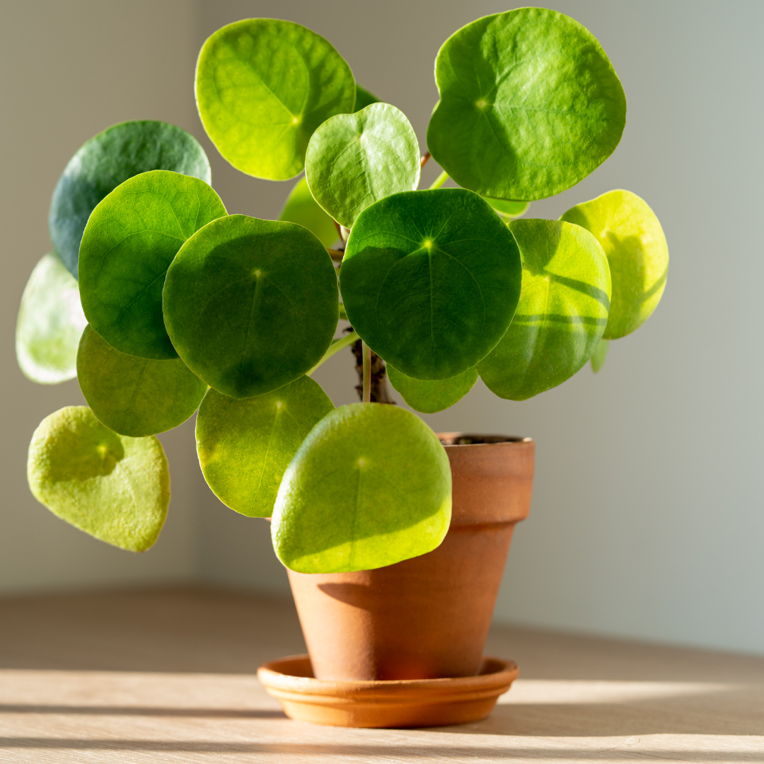 Chinese Money Plant Live House Plant in 4'' Inch Pot | Pilea Peperomioides Plant Live | Attractive Indoor Greenery for Desks, Shelves & Small Spaces | Real Plants for Home & Office Décor