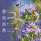 200 Pcs Lacy Phacelia Seeds (Phacelia tanacetifolia), Non GMO, Fast Growing Wildflower Seeds for Outdoor Gardens
