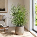 Pencil Cactus Bare Root Live Plant | Variegated Pencil Plant Live Succulent | Decorative Cactus Pencils | Live Indoor Cactus Plant for Home Decor, Office Spaces & Gift Ideas